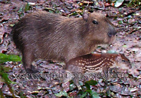 capybara picture