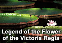 Legend - Flower of the Victoria Regia