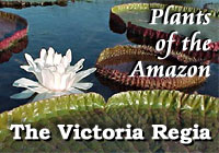 Plants of the Amazon - Victoria Regia